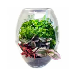 Cefa Toys - Terrario educativo con luz y libro guía Botanicefa Plus ㅤ