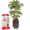 Kit de cultivo de tomate Cherry orgánico para interior