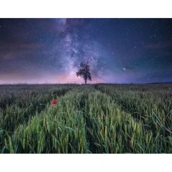 Ravensburger - Puzzle 1500 piezas Campo Estrellado