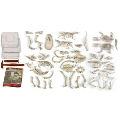 Set de Excavación Dinosaurios 5 en 1