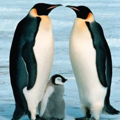 WWF - Pingüinos - Puzzle 100 piezas